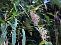 Himalayan Plumegrass